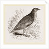 Kunichane Quail by Anonymous