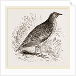 Kunichane Quail by Anonymous