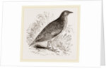 Kunichane Quail by Anonymous