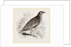 Kunichane Quail by Anonymous