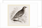 Kunichane Quail by Anonymous