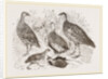 Group of Francolins by Anonymous