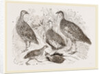 Group of Francolins by Anonymous