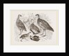 Group of Francolins by Anonymous