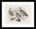 Group of Francolins by Anonymous