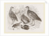 Group of Francolins by Anonymous