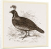 Galifornian Partridge by Anonymous