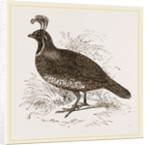 Galifornian Partridge by Anonymous