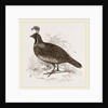 Galifornian Partridge by Anonymous