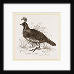 Galifornian Partridge by Anonymous