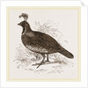 Galifornian Partridge by Anonymous