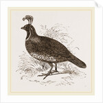 Galifornian Partridge by Anonymous