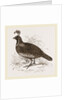 Galifornian Partridge by Anonymous