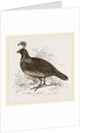 Galifornian Partridge by Anonymous
