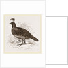 Galifornian Partridge by Anonymous