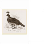 Galifornian Partridge by Anonymous