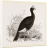 Galeated Curassow by Anonymous