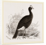 Galeated Curassow by Anonymous