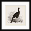 Galeated Curassow by Anonymous