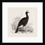 Galeated Curassow by Anonymous