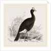 Galeated Curassow by Anonymous
