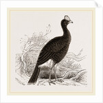 Galeated Curassow by Anonymous