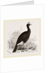 Galeated Curassow by Anonymous