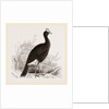 Galeated Curassow by Anonymous