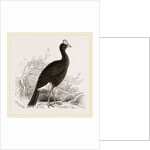 Galeated Curassow by Anonymous