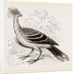 Hoatzin by Anonymous