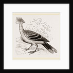 Hoatzin by Anonymous