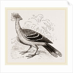 Hoatzin by Anonymous