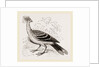 Hoatzin by Anonymous