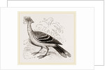 Hoatzin by Anonymous
