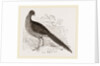 Motmot Guan by Anonymous
