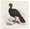 Crested Curassow by Anonymous