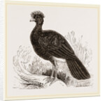 Crested Curassow by Anonymous