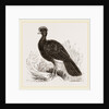 Crested Curassow by Anonymous