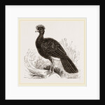 Crested Curassow by Anonymous