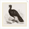 Crested Curassow by Anonymous