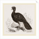 Crested Curassow by Anonymous