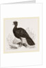 Crested Curassow by Anonymous