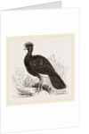 Crested Curassow by Anonymous