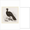Crested Curassow by Anonymous