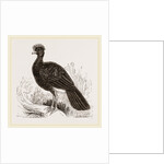 Crested Curassow by Anonymous