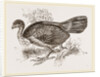 Wattled Talegalla by Anonymous