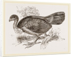 Wattled Talegalla by Anonymous