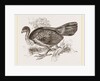 Wattled Talegalla by Anonymous