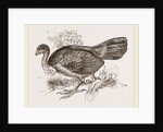Wattled Talegalla by Anonymous