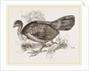 Wattled Talegalla by Anonymous